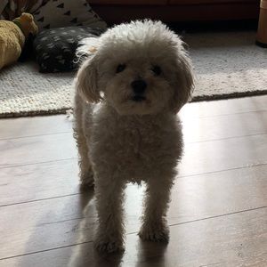 Meet your Posher, Kris